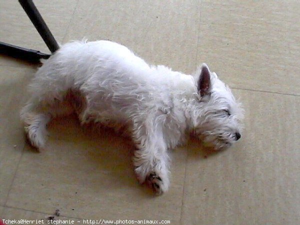 Photo de West highland white terrier