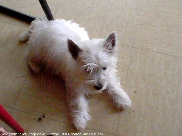 Photo de West highland white terrier