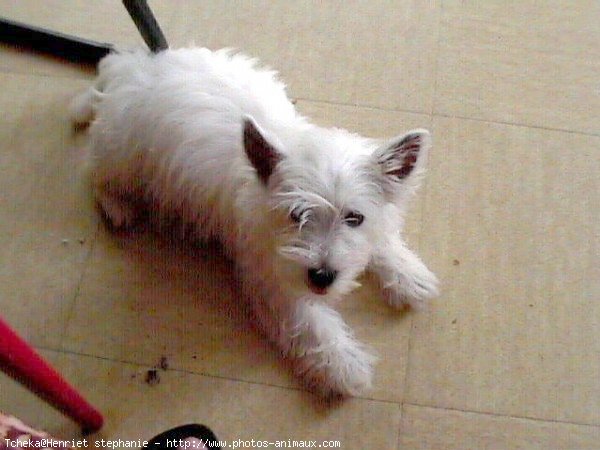 Photo de West highland white terrier