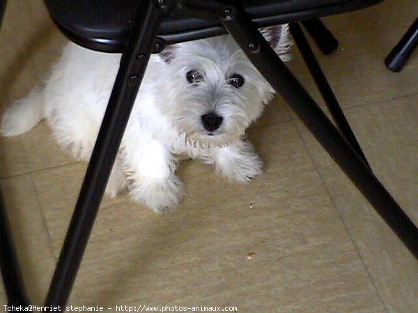 Photo de West highland white terrier