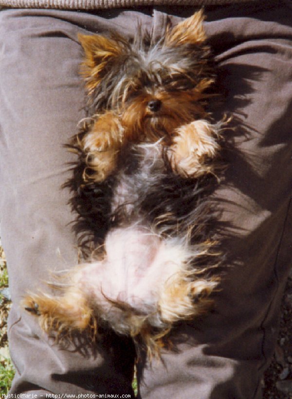 Photo de Yorkshire terrier