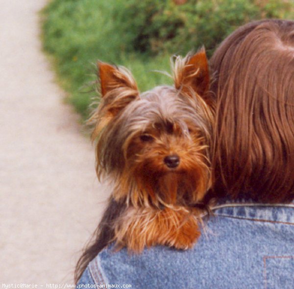 Photo de Yorkshire terrier