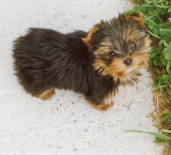 Photo de Yorkshire terrier