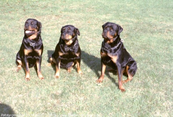 Photo de Rottweiler