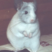 Photo de Chinchilla