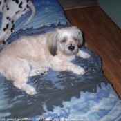 Photo de Lhassa apso