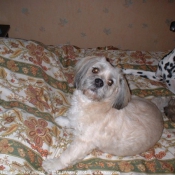 Photo de Lhassa apso