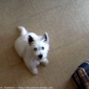 Photo de West highland white terrier