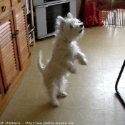 Photo de West highland white terrier