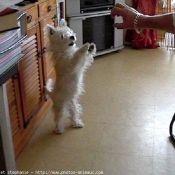 Photo de West highland white terrier