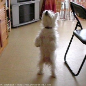 Photo de West highland white terrier