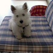 Photo de West highland white terrier