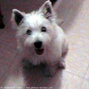 Photo de West highland white terrier