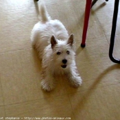 Photo de West highland white terrier