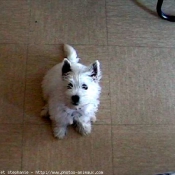 Photo de West highland white terrier