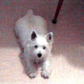 Photo de West highland white terrier