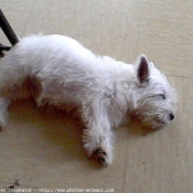 Photo de West highland white terrier