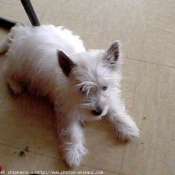 Photo de West highland white terrier