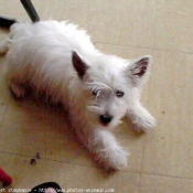 Photo de West highland white terrier