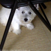 Photo de West highland white terrier