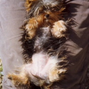 Photo de Yorkshire terrier