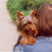 Photo de Yorkshire terrier