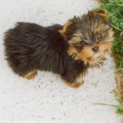 Photo de Yorkshire terrier