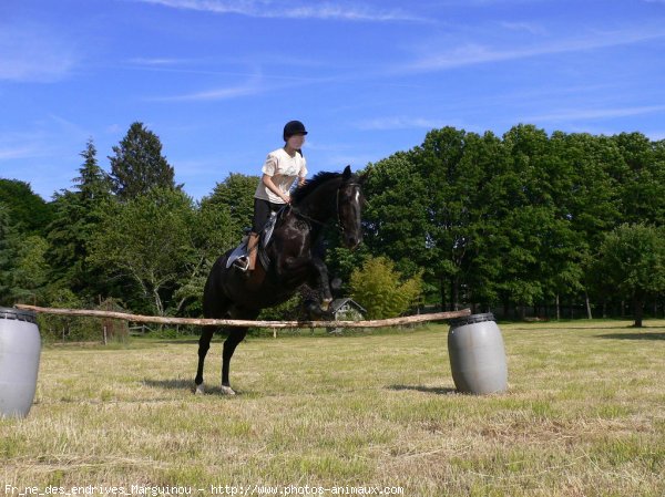 Photo de Trotteur franais