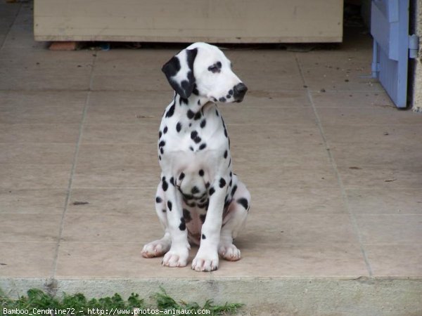 Photo de Dalmatien