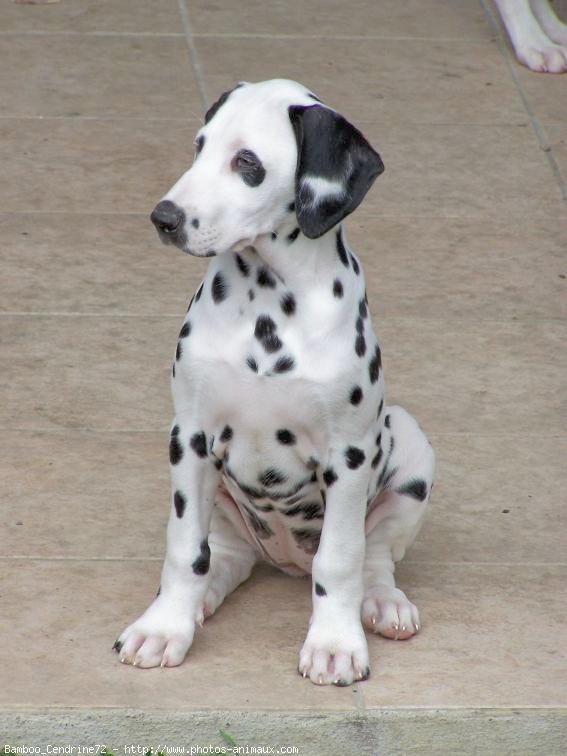 Photo de Dalmatien