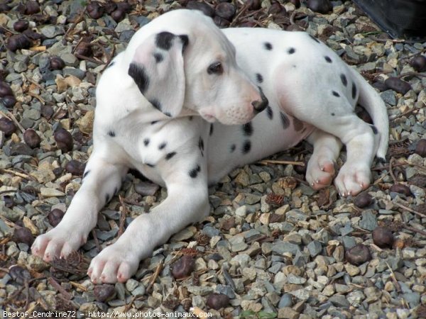 Photo de Dalmatien