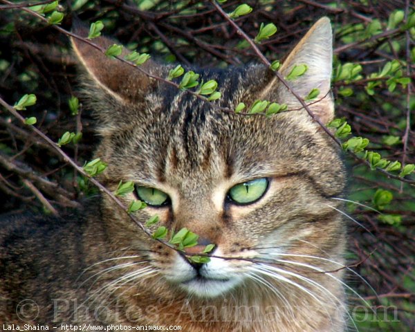 Photo de Chat domestique