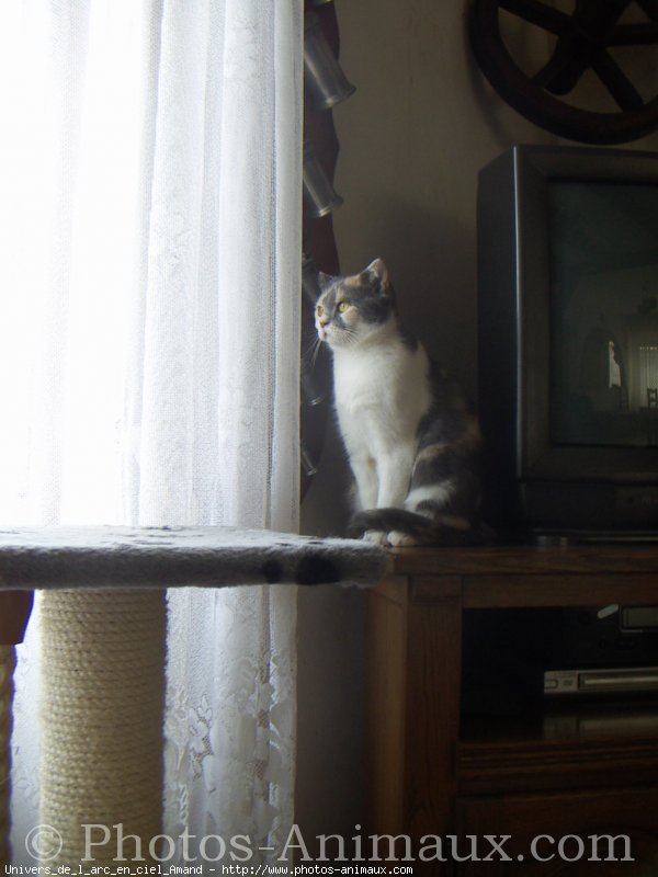 Photo de Scottish fold