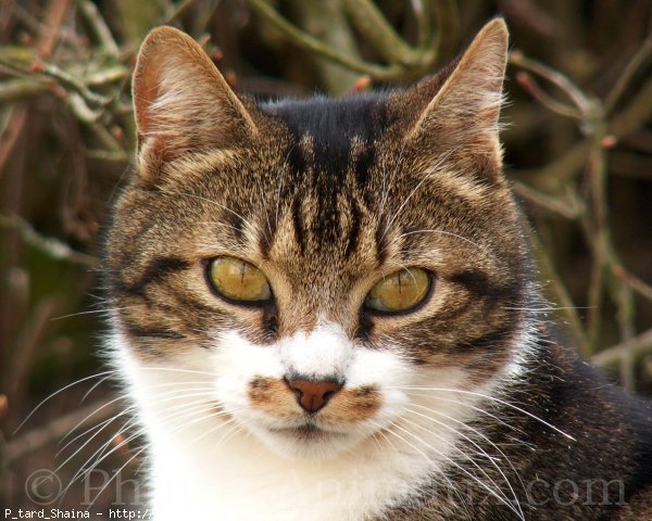 Photo de Chat domestique