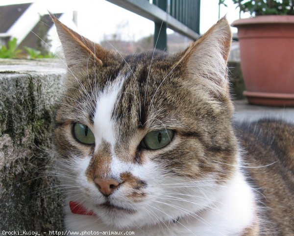 Photo de Chat domestique