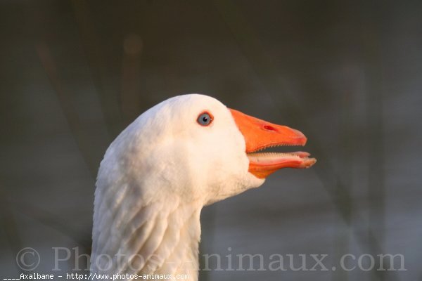 Photo d'Oie blanche