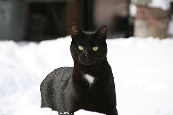 Photo de Chat domestique