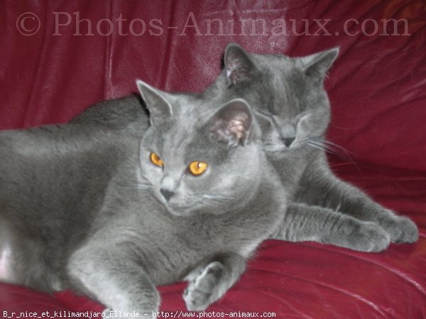 Photo de Chartreux