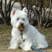 Photo de West highland white terrier