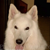 Photo de Berger blanc suisse