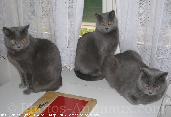 Photo de Chartreux