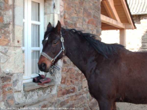 Photo de Trotteur franais