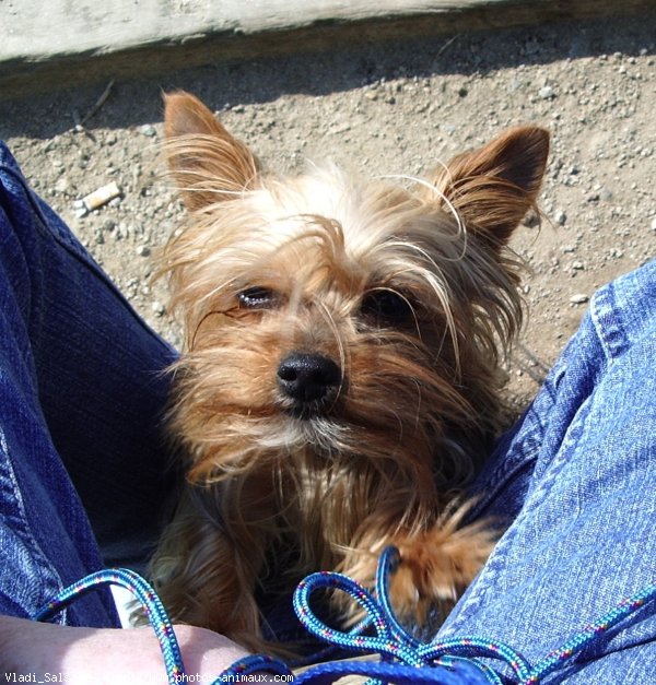 Photo de Yorkshire terrier