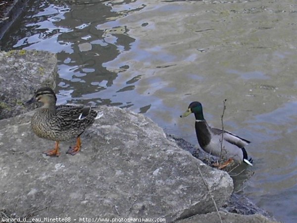 Photo de Canard