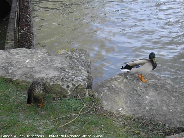 Photo de Canard