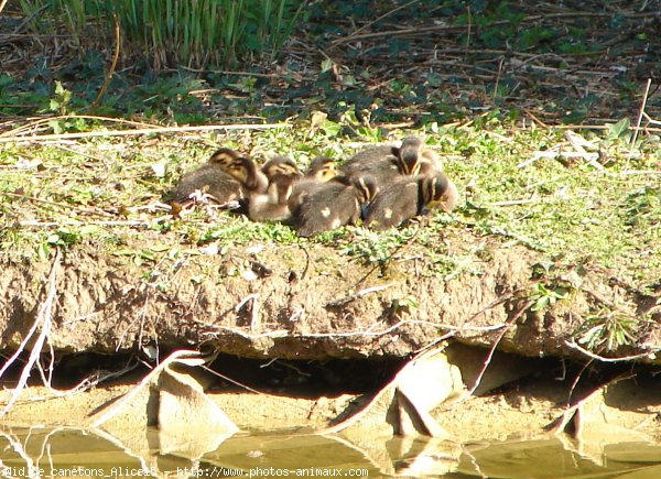 Photo de Canard