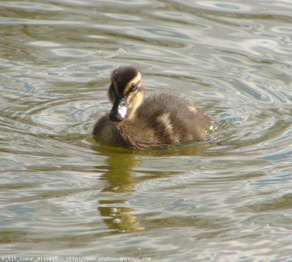 Photo de Canard