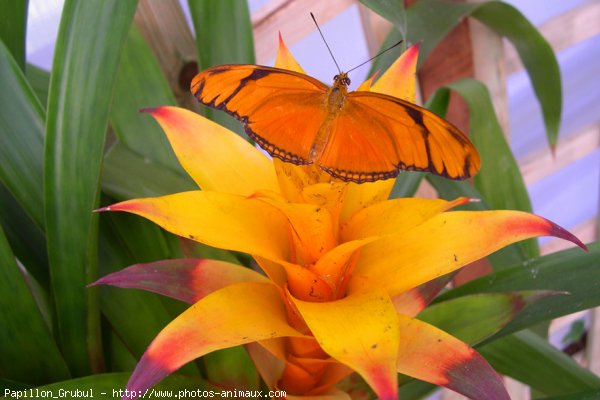 Photo de Papillon