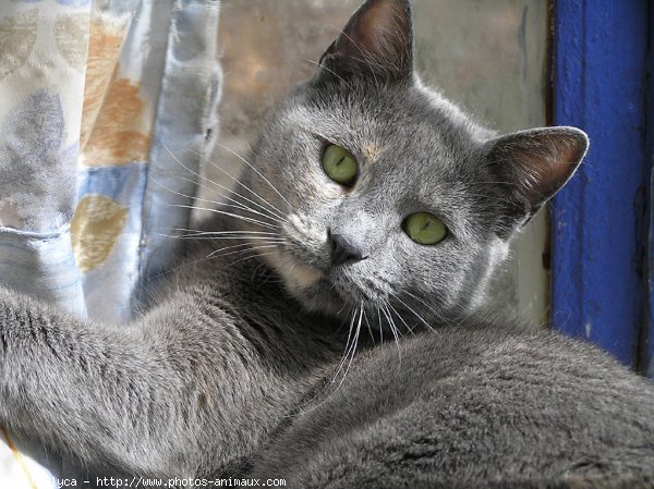 Photo de Chat domestique