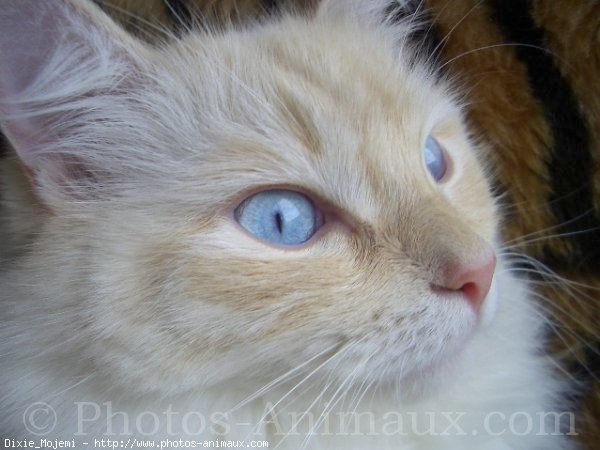 Photo de Ragdoll